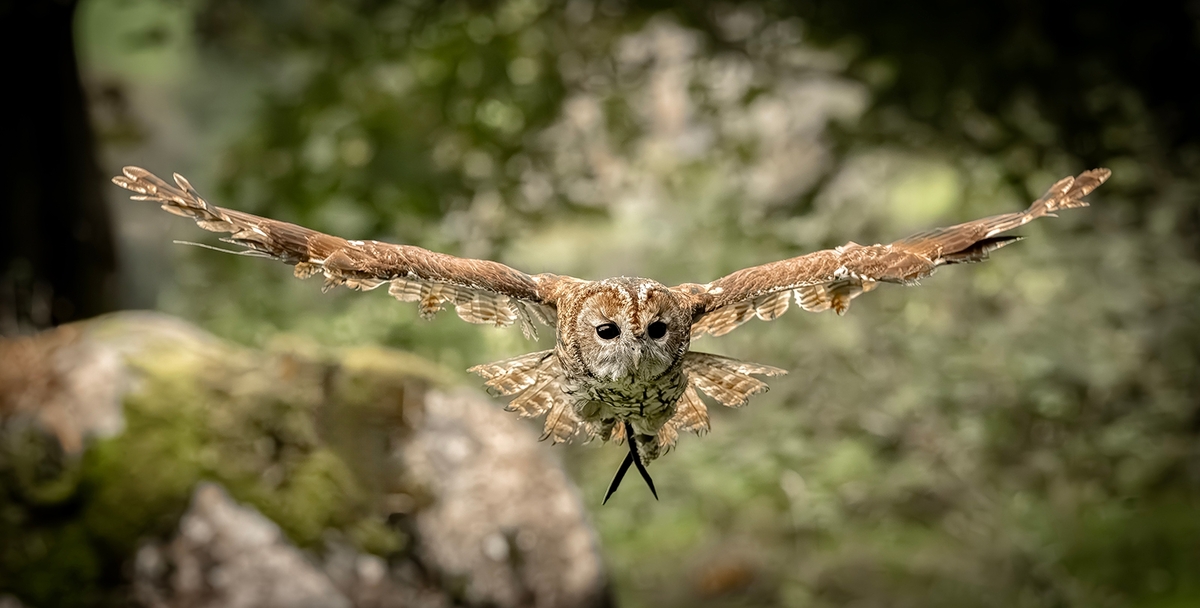Tawny Owl - Steve Bird